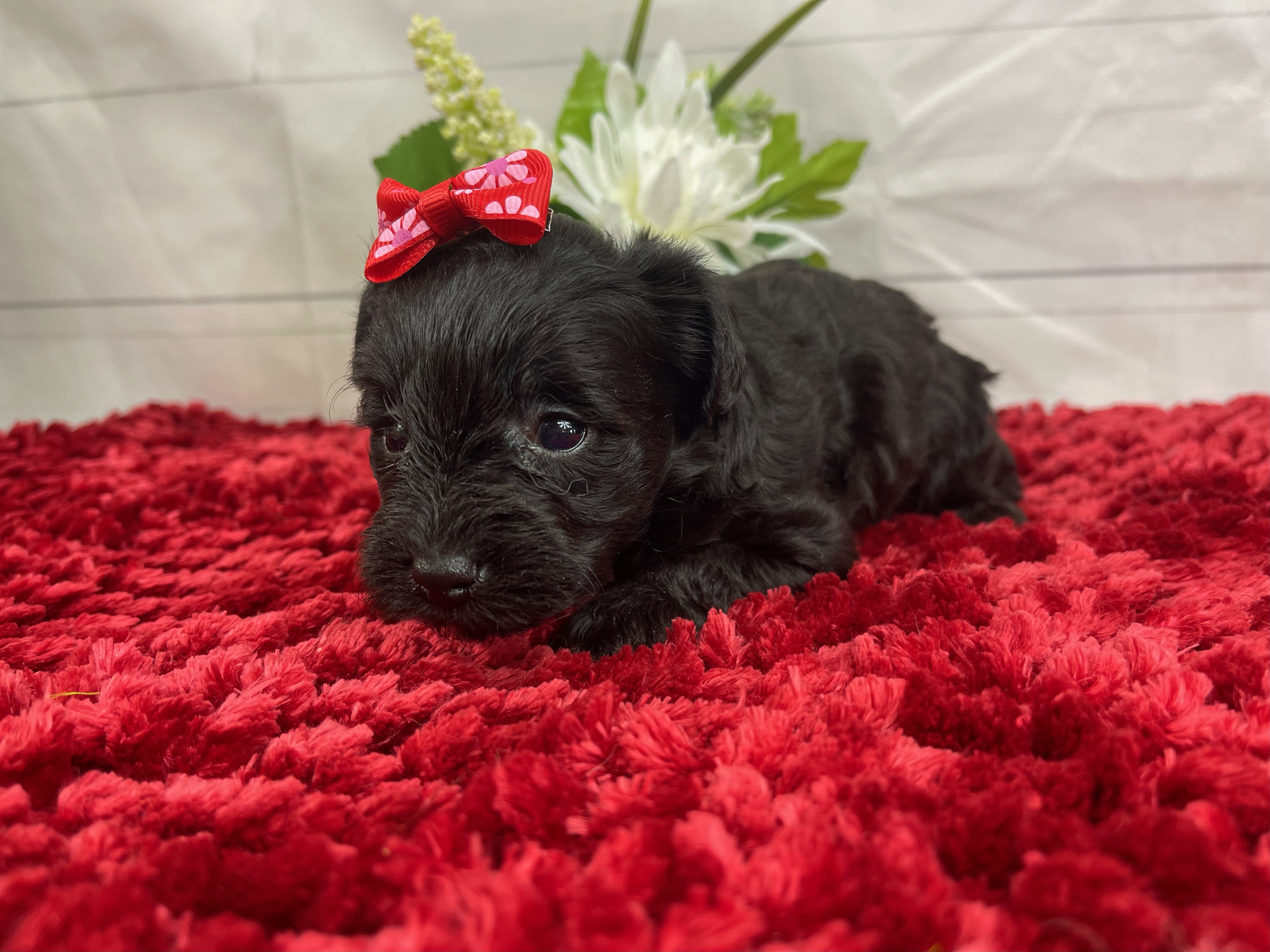 puppy, for, sale, Yorkiepoo, Alisa  Breedlove, dog, breeder, Waynesville, MO, dog-breeder, puppy-for-sale, forsale, nearby, find, puppyfind, locator, puppylocator, aca